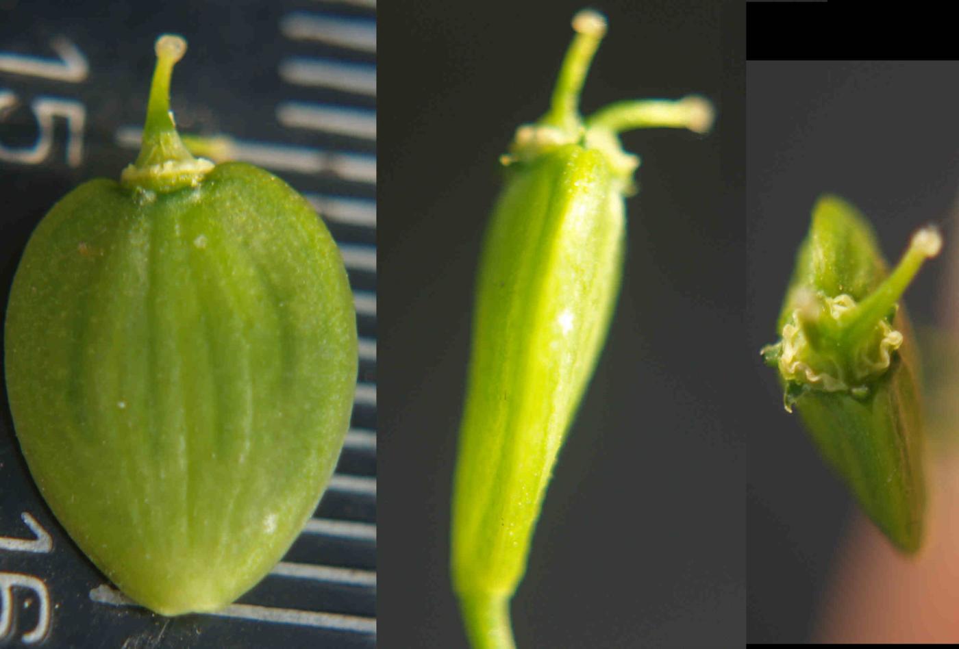 Hogweed, [Siberian] fruit